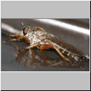 Neomochtherus pallipes - Striemen-Raubfliege 01a.jpg